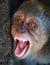 Portrait of aggressive monkey close up