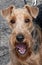 Portrait of Airedale. Dog show.