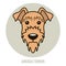 Portrait of Airedale Terrier