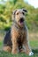 Portrait Airedale Terrier pedigreed show dog