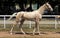 Portrait of akhal-teke horse