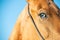 Portrait of Akhalteke horse with blue eye against blue sky. close up