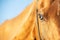 Portrait of Akhalteke horse with blue eye against blue sky. close up