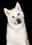 Portrait Of Akita Dog