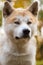 Portrait of akita inu japanese pedigree dog