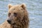 Portrait of Alaskan Brown Bear