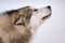 Portrait of Alaskan Malamute