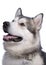 Portrait of Alaskan Malamute