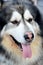 Portrait of Alaskan Malamute dog