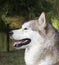 A portrait of Alaskan Malamute girl