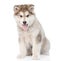 Portrait alaskan malamute puppy. isolated on white background