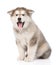 Portrait alaskan malamute puppy with open mouth. isolated