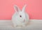 Portrait of an albino baby bunny rabbit on pink