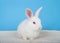 Portrait of an albino baby rabbit with blue background