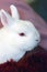 Portrait of albino rabbit