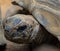 Portrait of the Aldabra giant tortoise