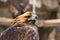 Portrait of an alert golden eagle sitting on the ground. Natural close-up of a bird of prey. Vulture or hawk