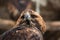 Portrait of an alert golden eagle sitting on the ground. Natural close-up of a bird of prey. Vulture or hawk