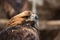 Portrait of an alert golden eagle sitting on the ground. Natural close-up of a bird of prey. Vulture or hawk