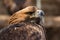 Portrait of an alert golden eagle sitting on the ground. Natural close-up of a bird of prey. Vulture or hawk