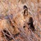 Portrait of alert watchful red fox, genus Vulpes