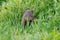 Portrait of an alert water mongoose, South Africa