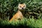 Portrait of an alert yellow mongoose, South Africa