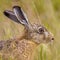 Portrait of alerted European Hare in grass