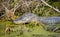 Portrait of alligator head in the water