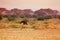 Portrait of alone female ostrich in grassland