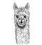 Portrait of alpaca, cute lama, ink sketch