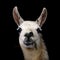 Portrait of an alpaca eating fodder with black background.