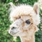 Portrait of an Alpaca lama smiling in park