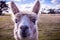 Portrait of alpaca looking straight into the camera.