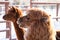 Portrait of alpacas on snow background