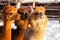 Portrait of alpacas on snow background