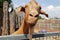 Portrait of a alpacas staring at the camera in a farm