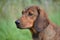 Portrait of an Alpine Dachsbracke