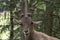 Portrait of an alpine ibex capra ibex.