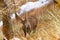 Portrait of Alpine Ibex, Capra ibex wildlife