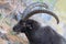 Portrait of Alpine Ibex, Capra ibex wildlife