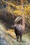 Portrait of Alpine Ibex, Capra ibex wildlife