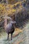 Portrait of Alpine Ibex, Capra ibex wildlife