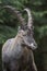 Portrait of an alpine ibex steinbock