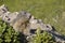 Portrait Alpine Marmot