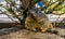 Portrait of a alpine marmot, wild squirrel specie from the alps of europe