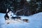 Portrait of amazement siberian husky dog lying on snow in winter forest for lifestyle design. Winter snow nature landscape.