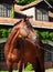 Portrait of amazing bay TRakehner  breed stallion posing against stable building. sunny evening