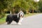 Portrait of amazing bearded collie in park.