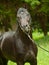 Portrait of amazing black horse